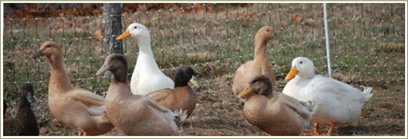 Farm Stays at the Stonehaven Family Farm