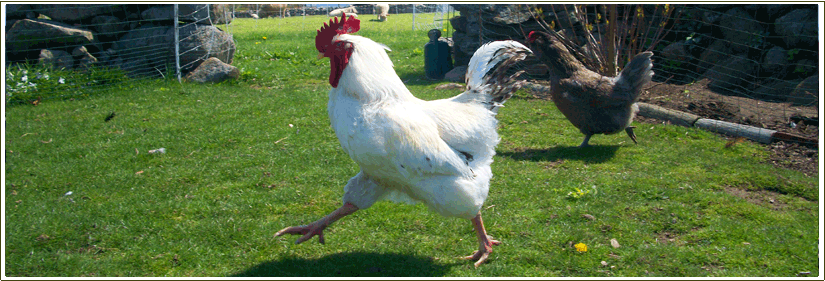 Farm Stays at the Stonehaven Family Farm